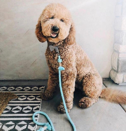 ROPE LEASH - PASTEL RAINBOW