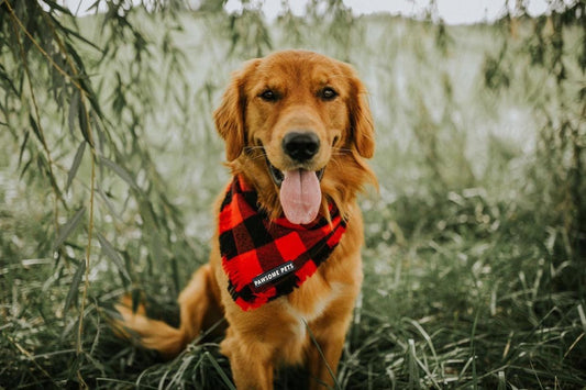 BANDANA - FINLEY